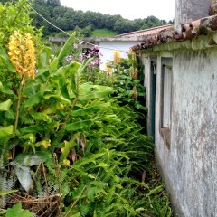 House reforms Azores