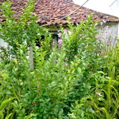 House reforms Azores