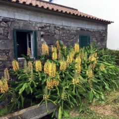House reforms Azores
